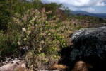 Tetradenia riparia