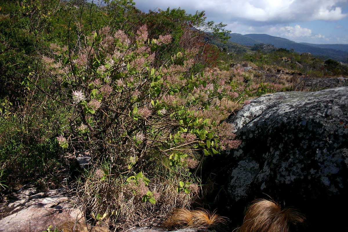Tetradenia riparia
