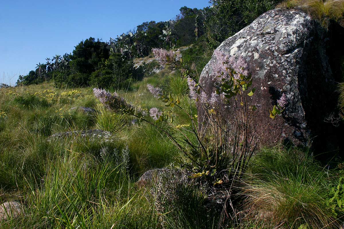 Tetradenia riparia