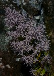 Tetradenia riparia