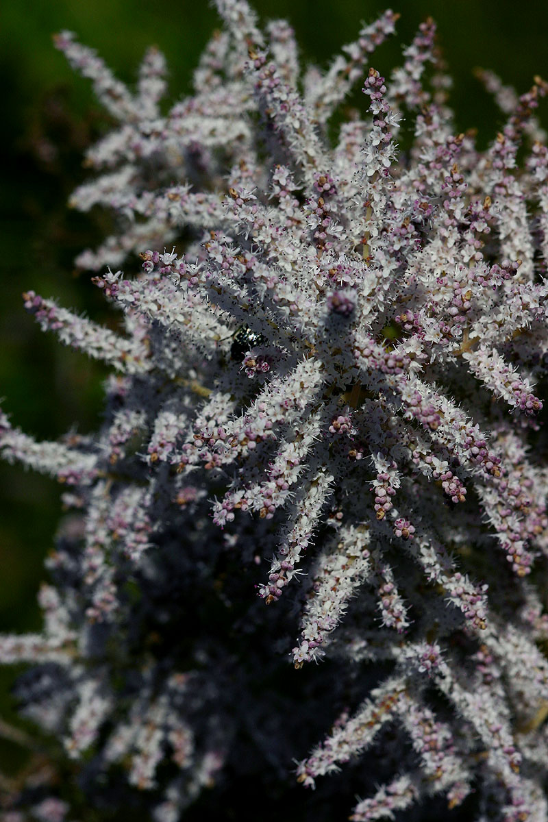 Tetradenia riparia