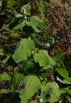 Tetradenia riparia