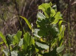Tetradenia riparia
