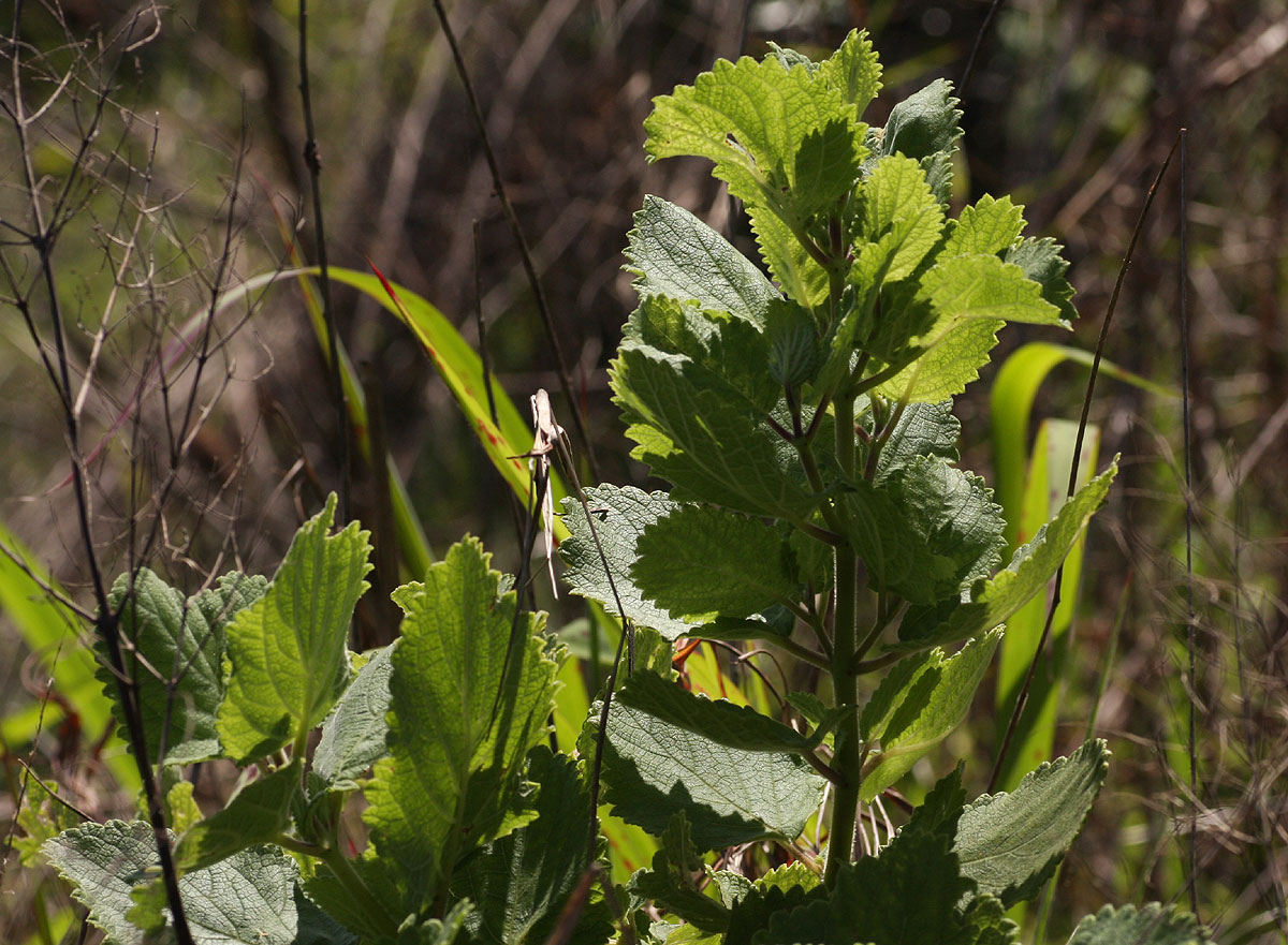 Tetradenia riparia