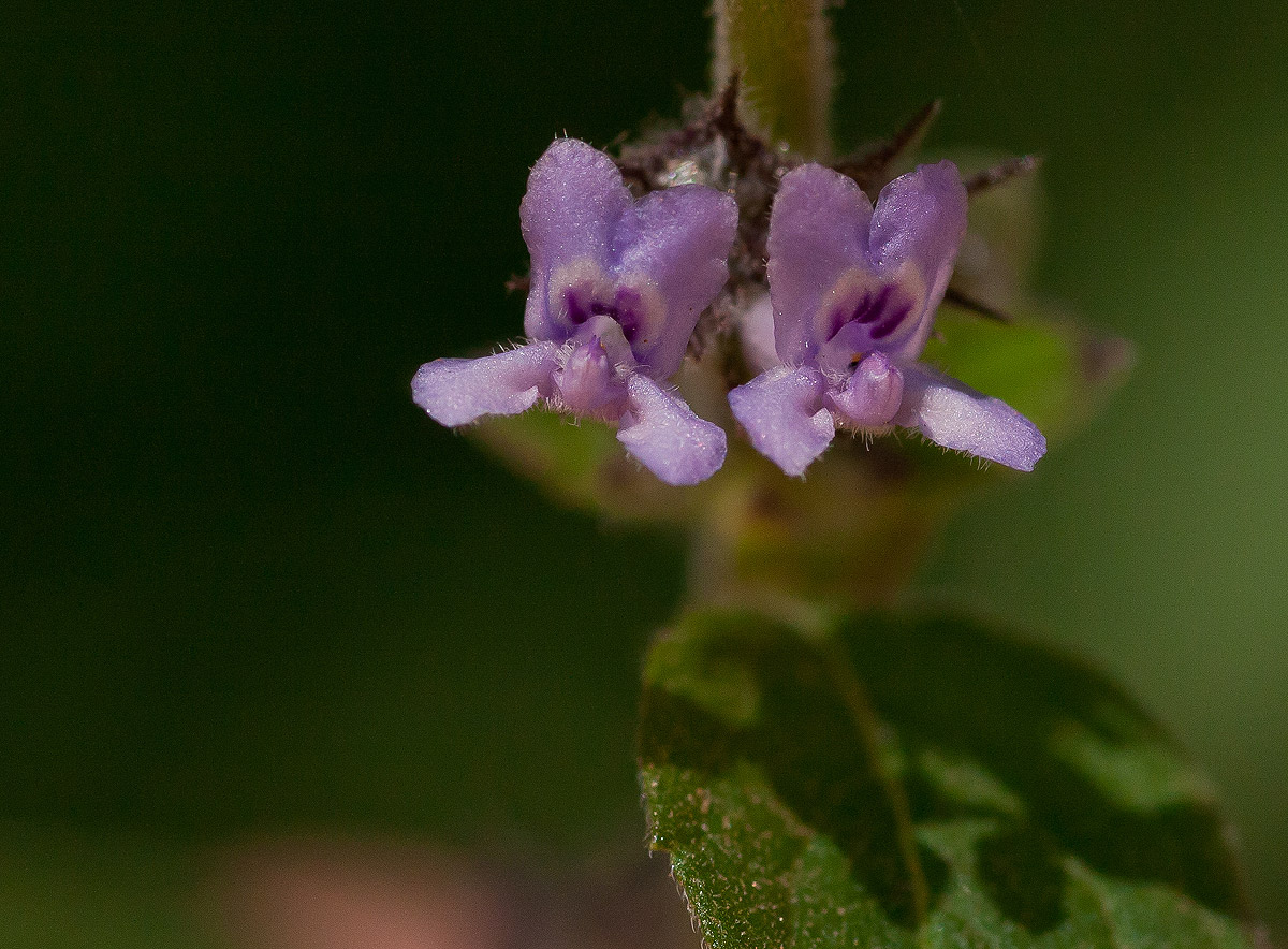 Mesosphaerum suaveolens