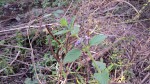 Mesosphaerum suaveolens