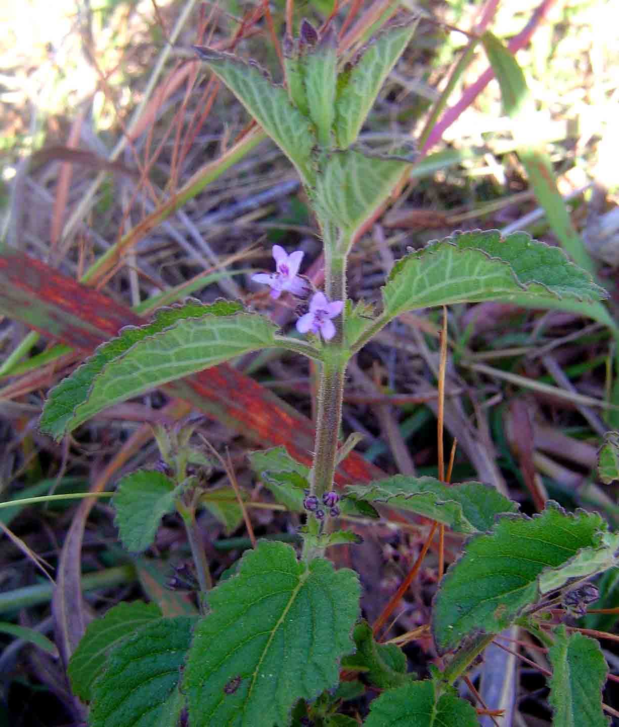 Mesosphaerum suaveolens