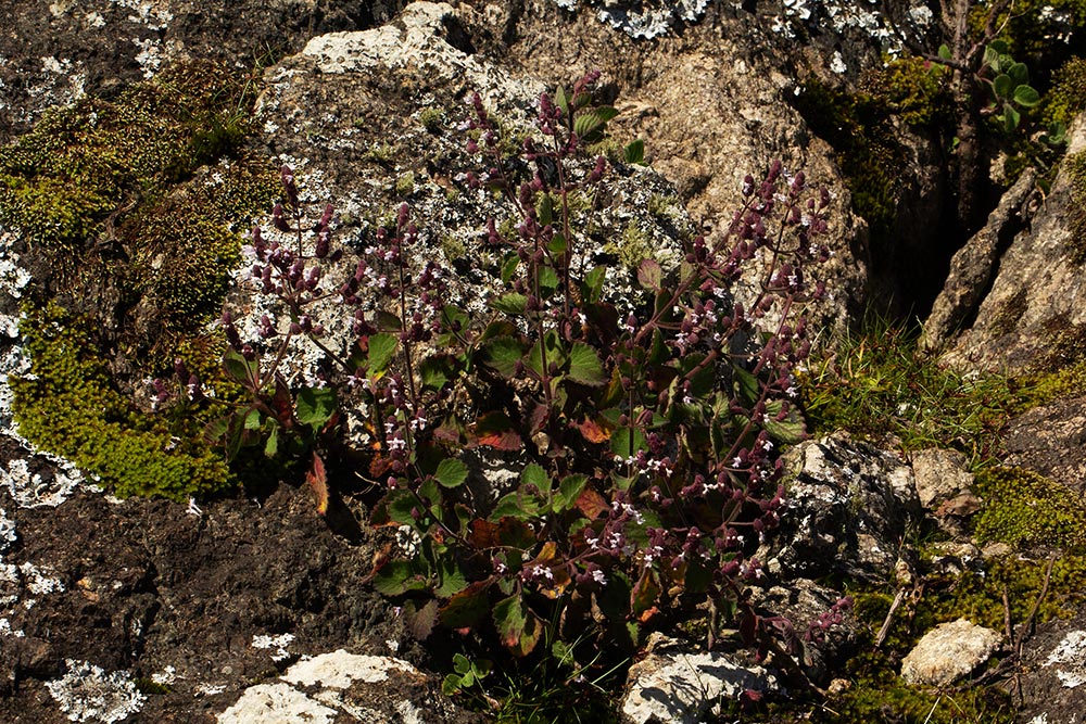 Aeollanthus buchnerianus