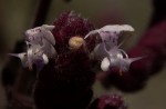 Aeollanthus buchnerianus