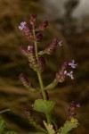 Aeollanthus buchnerianus