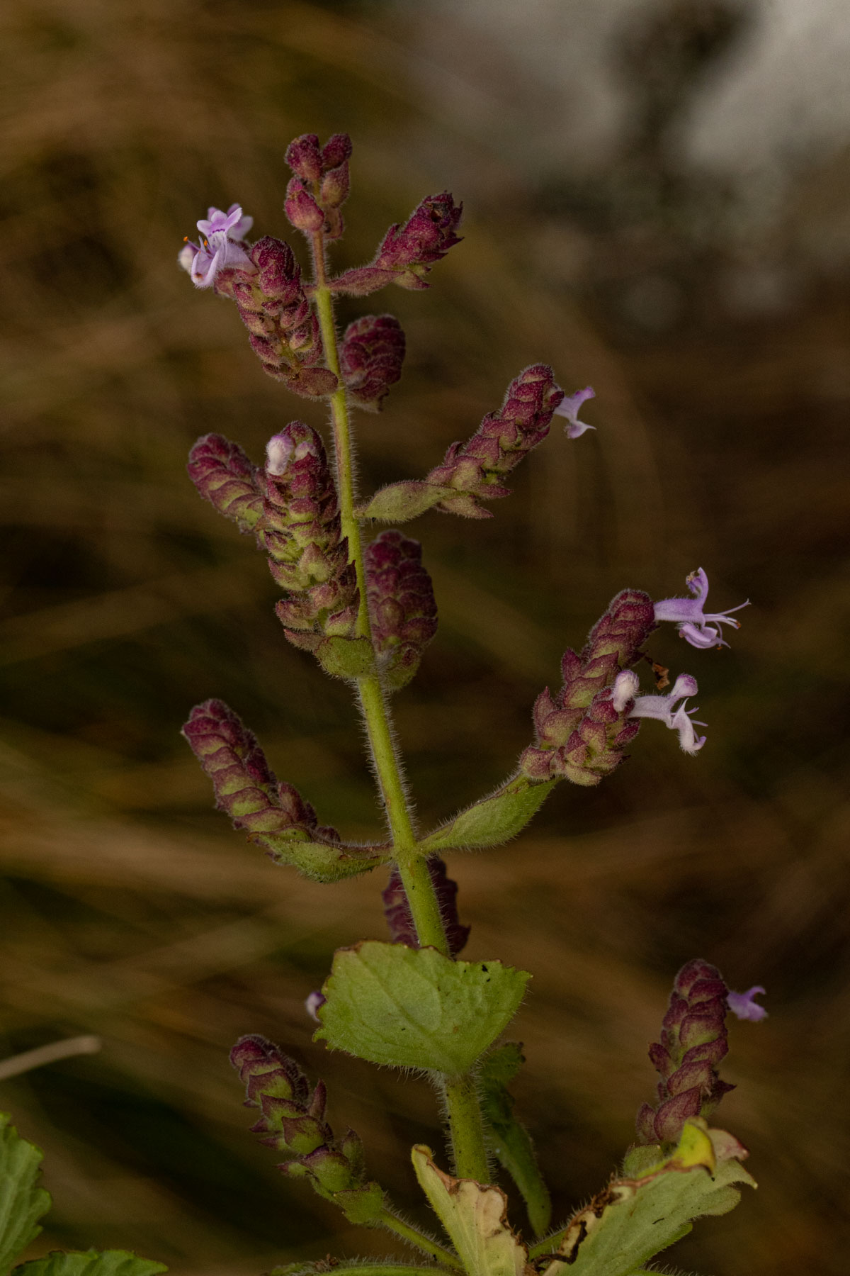 Aeollanthus buchnerianus