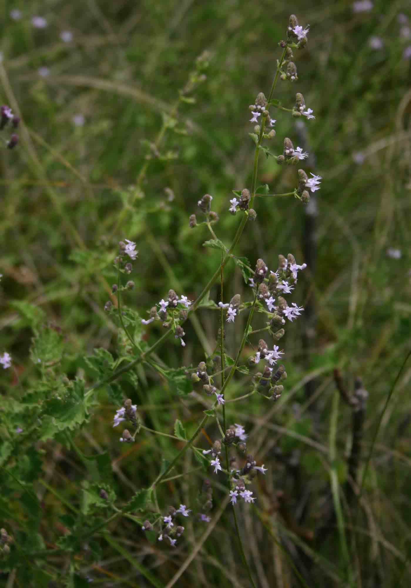 Aeollanthus buchnerianus