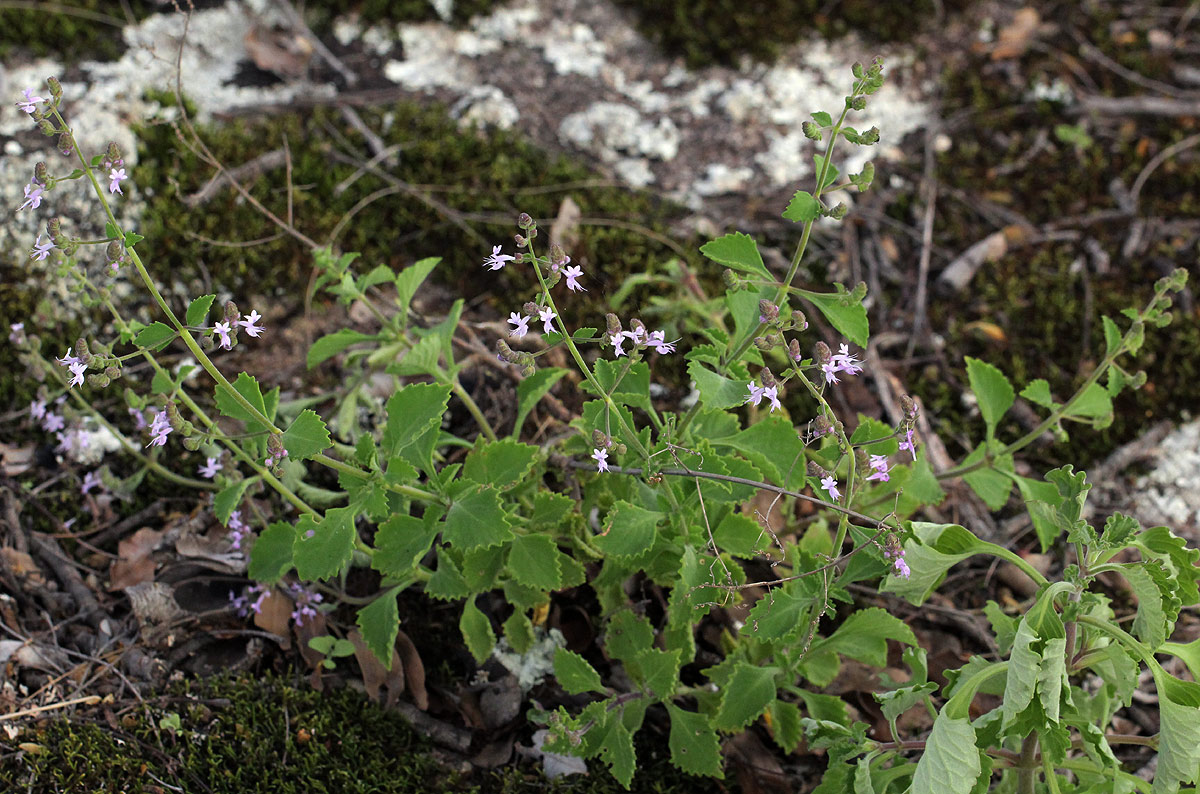 Aeollanthus buchnerianus