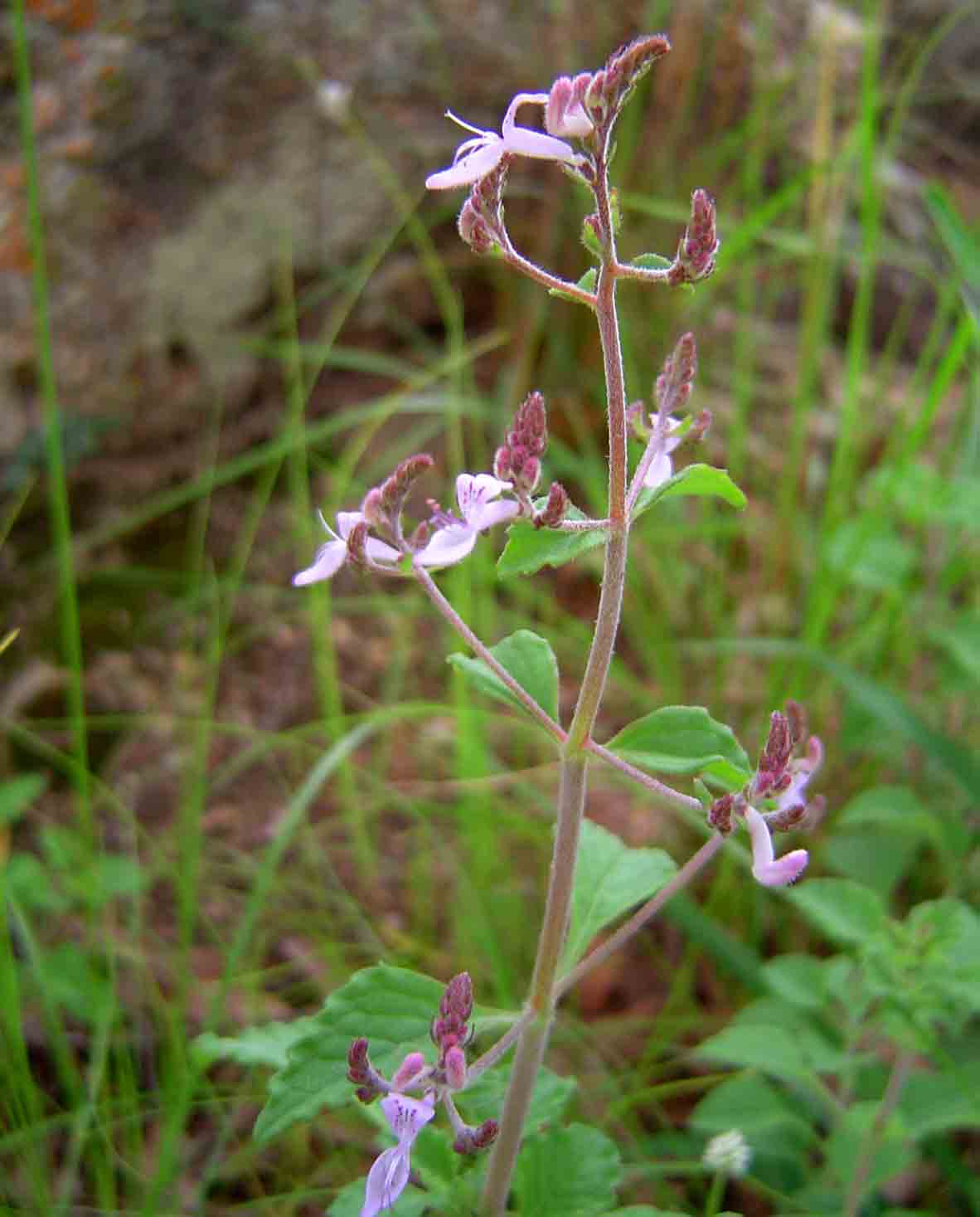 Aeollanthus rehmannii