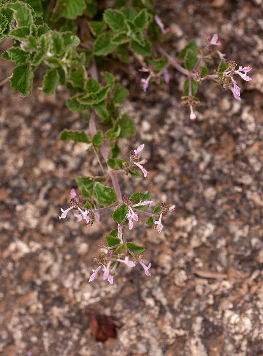 Aeollanthus rehmannii