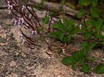 Aeollanthus rehmannii