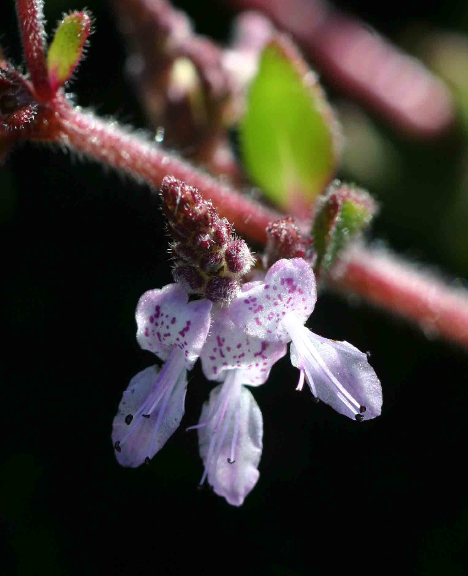 Aeollanthus serpiculoides
