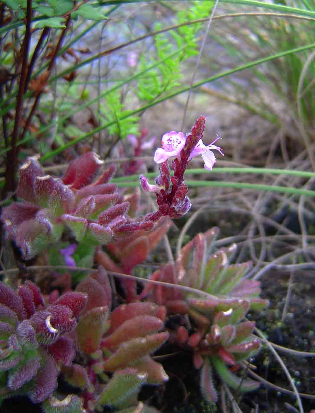 Aeollanthus serpiculoides