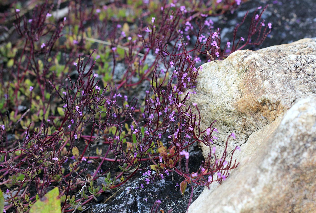 Aeollanthus serpiculoides