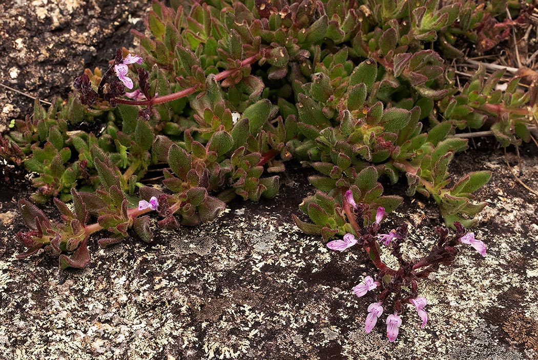Aeollanthus serpiculoides