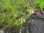 Aeollanthus subacaulis var. subacaulis