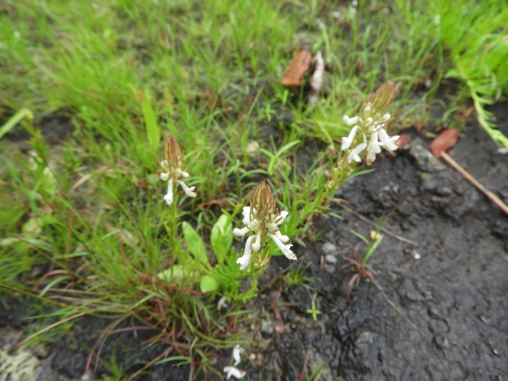 Aeollanthus subacaulis var. subacaulis