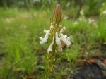 Aeollanthus subacaulis var. subacaulis