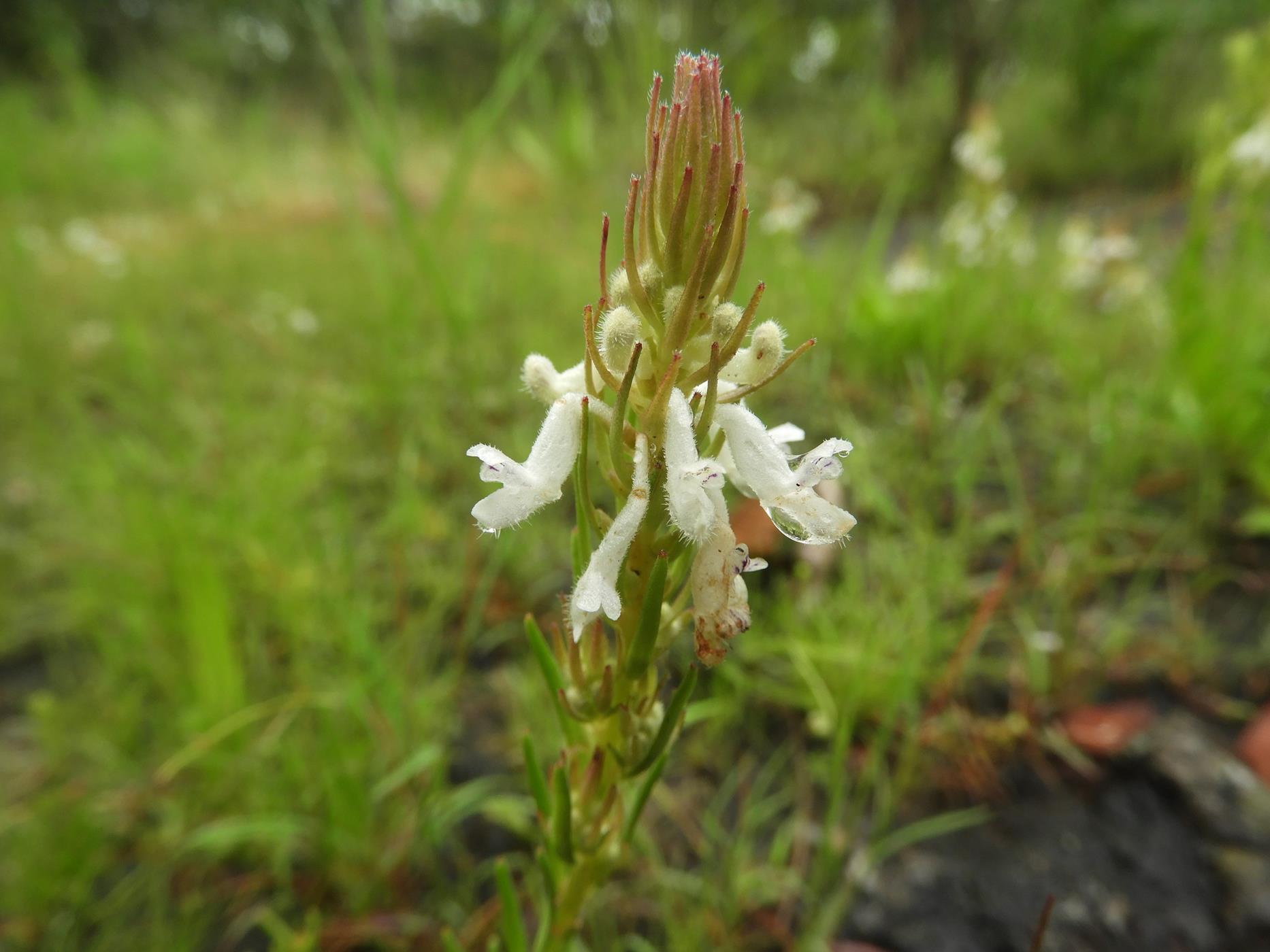 Aeollanthus subacaulis var. subacaulis