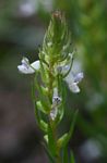 Aeollanthus subacaulis var. subacaulis