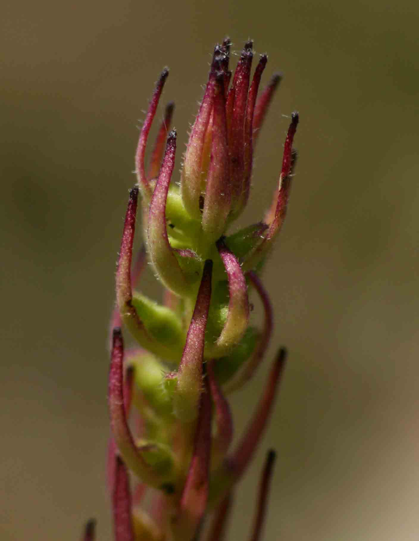 Aeollanthus subacaulis var. subacaulis