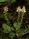 Aeollanthus subacaulis var. subacaulis