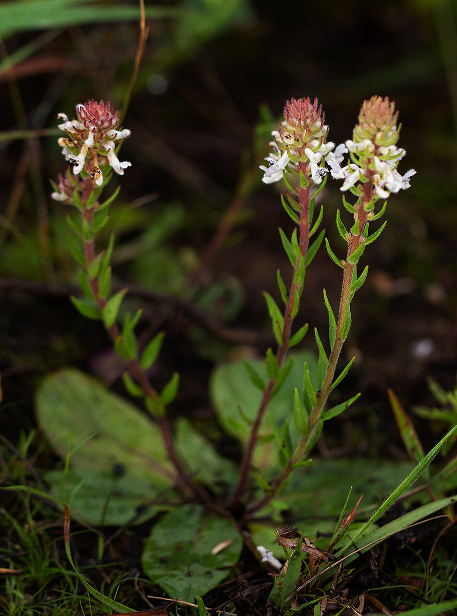 Aeollanthus subacaulis var. subacaulis