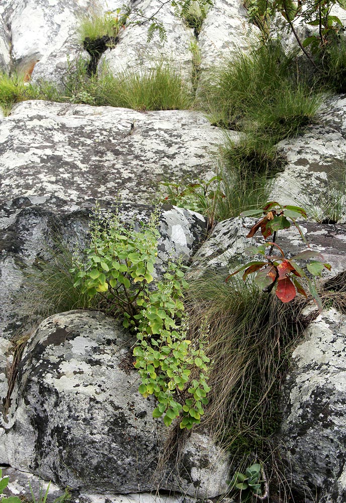 Aeollanthus viscosus