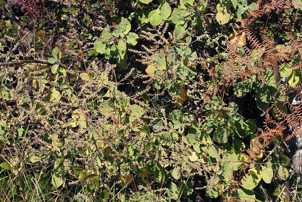 Aeollanthus viscosus