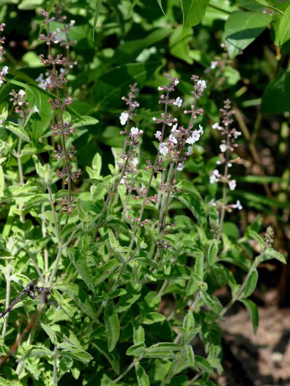 Endostemon obtusifolius