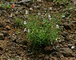 Endostemon tenuiflorus