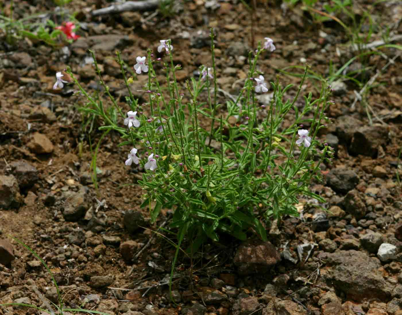 Endostemon tenuiflorus