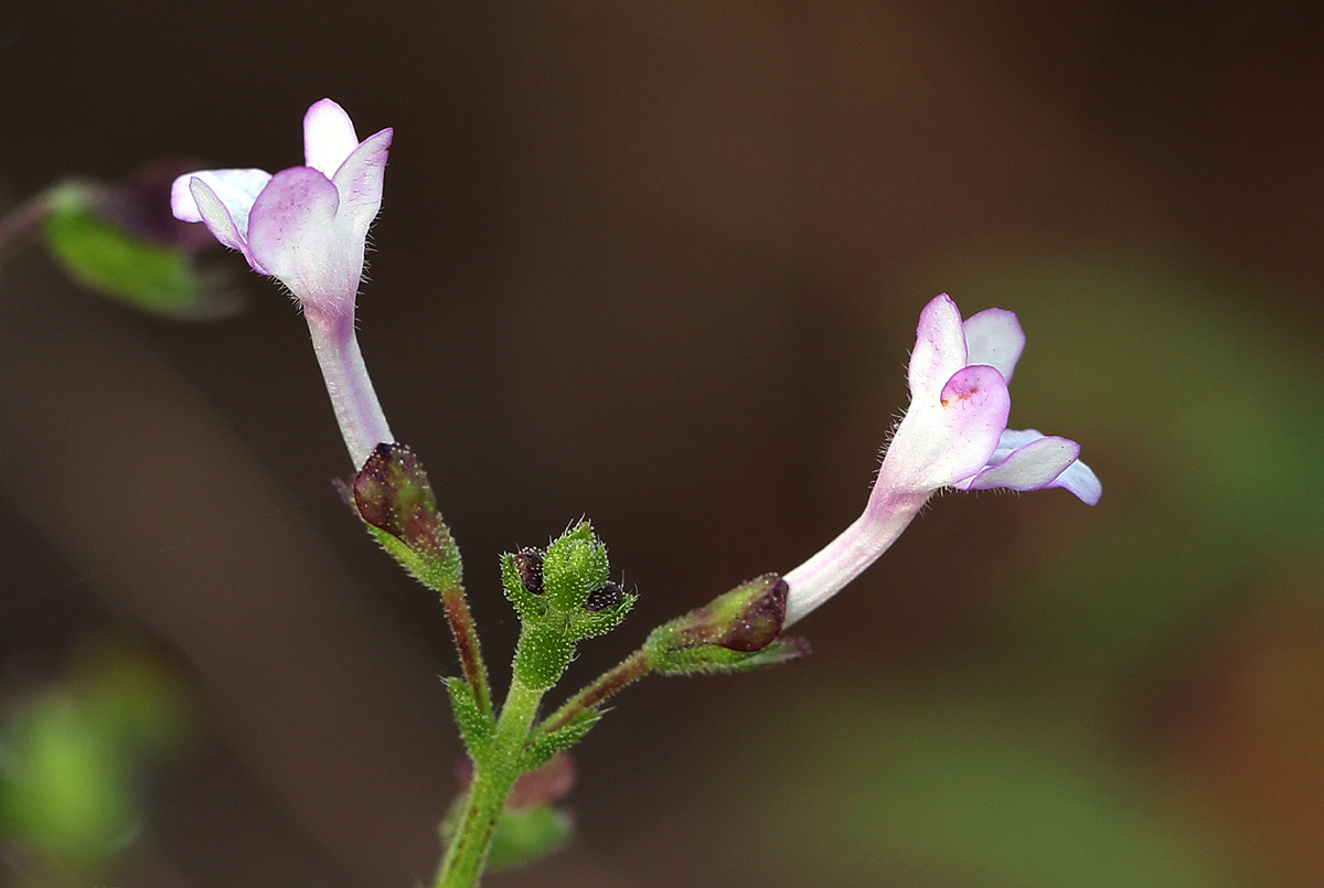 Endostemon tenuiflorus