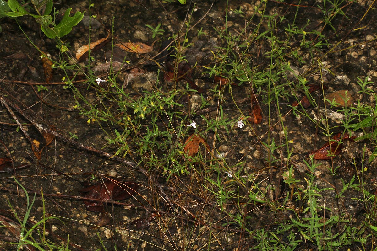 Endostemon tenuiflorus