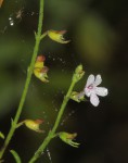Endostemon tenuiflorus