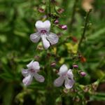 Endostemon tenuiflorus