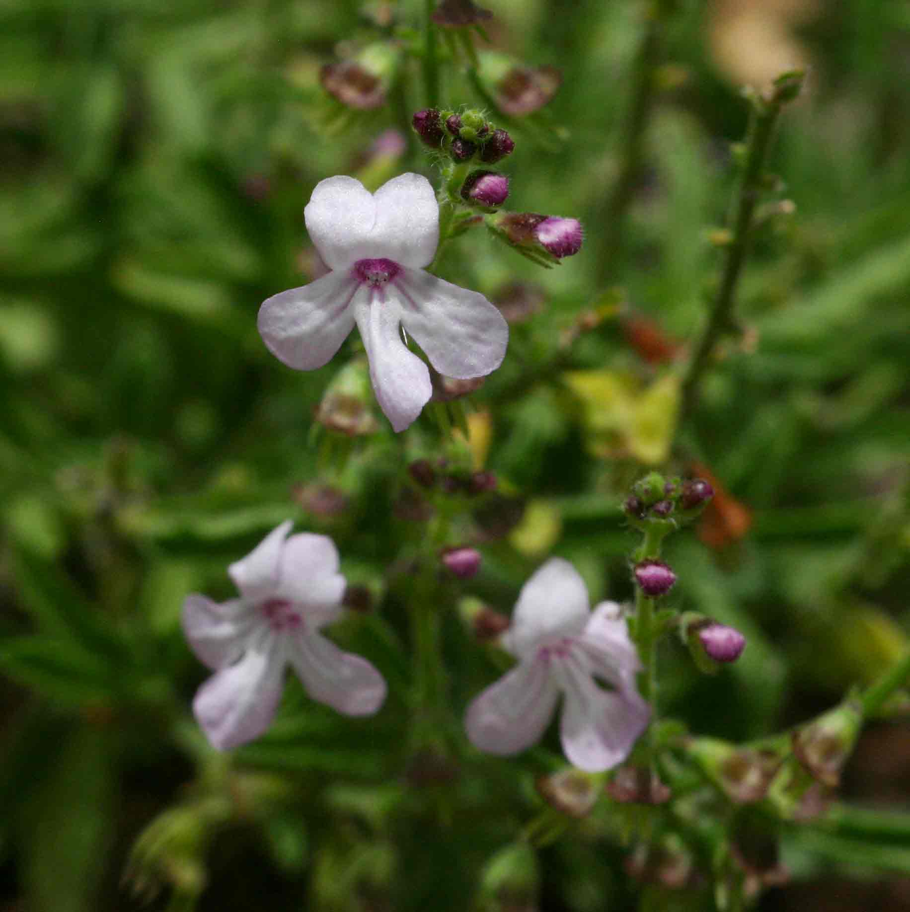 Endostemon tenuiflorus