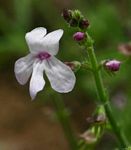 Endostemon tenuiflorus