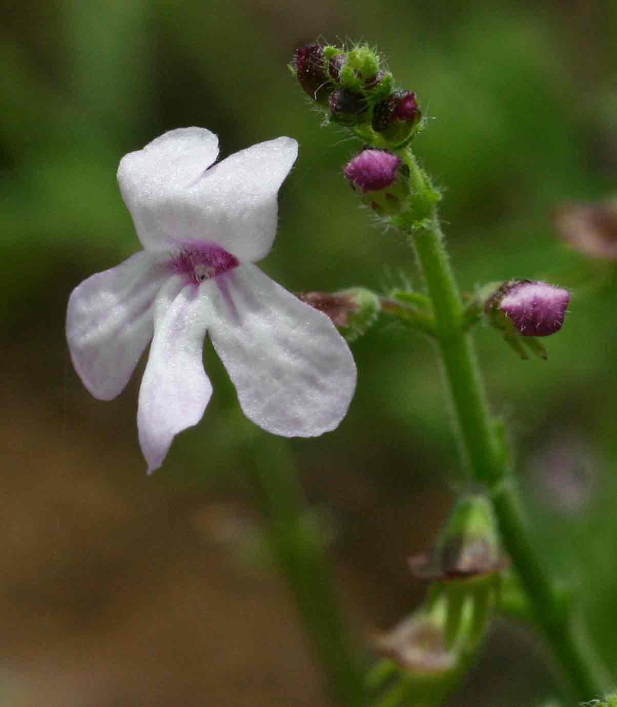Endostemon tenuiflorus