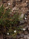 Endostemon tenuiflorus