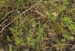 Endostemon tenuiflorus