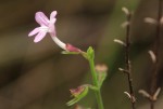 Endostemon tenuiflorus