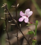 Endostemon tenuiflorus