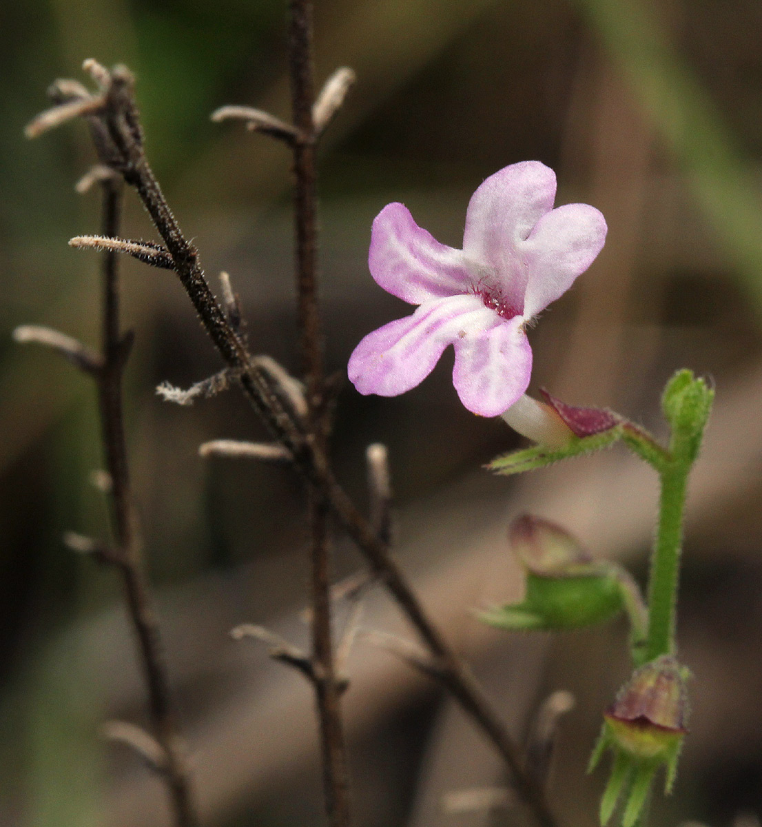 Endostemon tenuiflorus