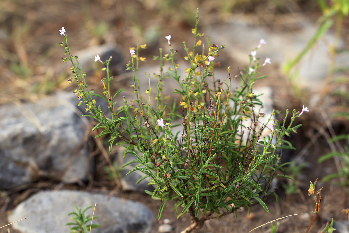 Endostemon tenuiflorus